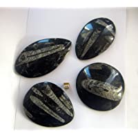 Fossil Cavern fósil de Palma Negra con ortocerati y goniatitida 100 mm – 120 mm